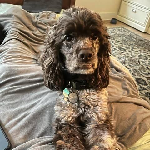 Georgie, a Adoptable Cocker Spaniel in Alma, WI image 5/6