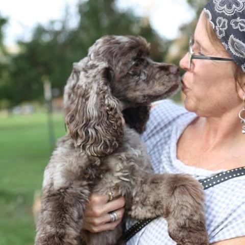 Georgie, a Adoptable Cocker Spaniel in Alma, WI image 6/6