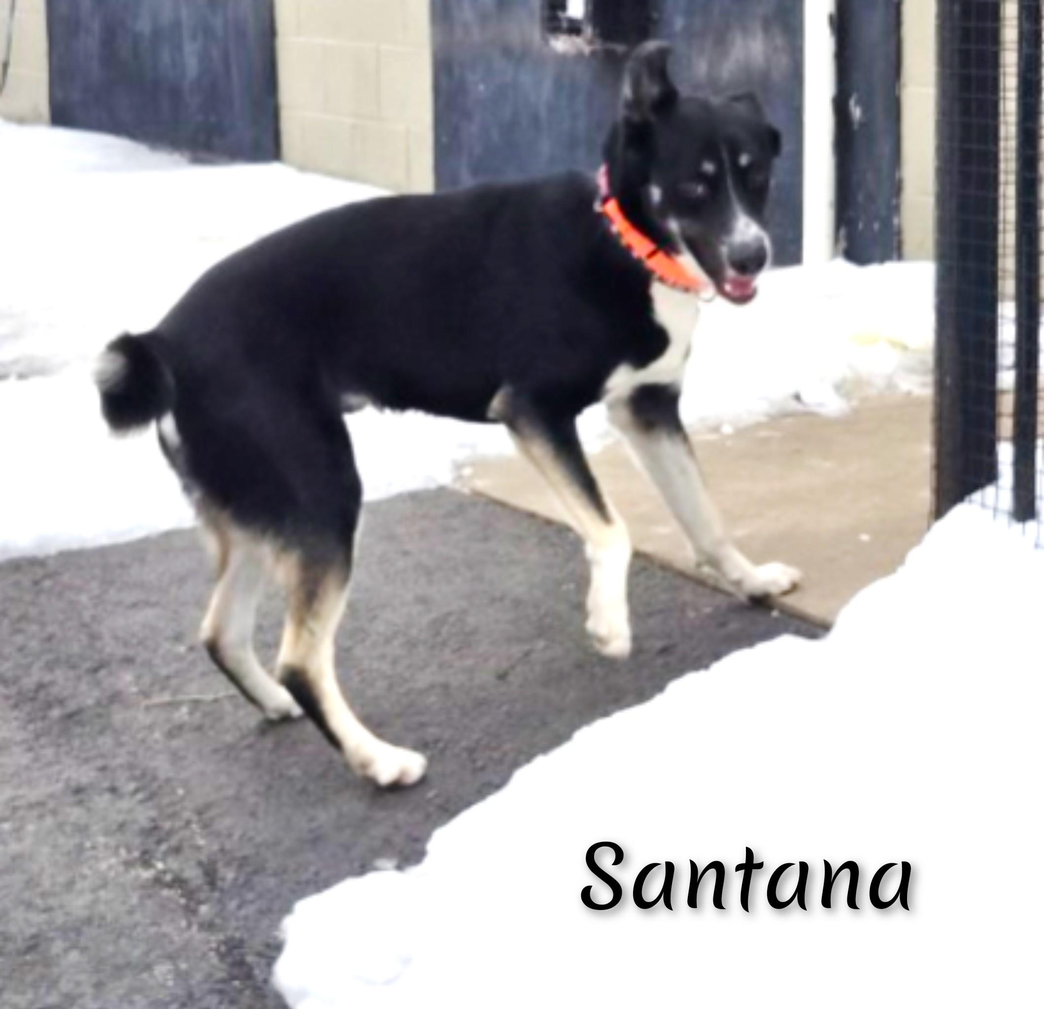 Enlarge Santana, a ADOPTABLE mixed breed in Fredericksburg, VA image 2/6