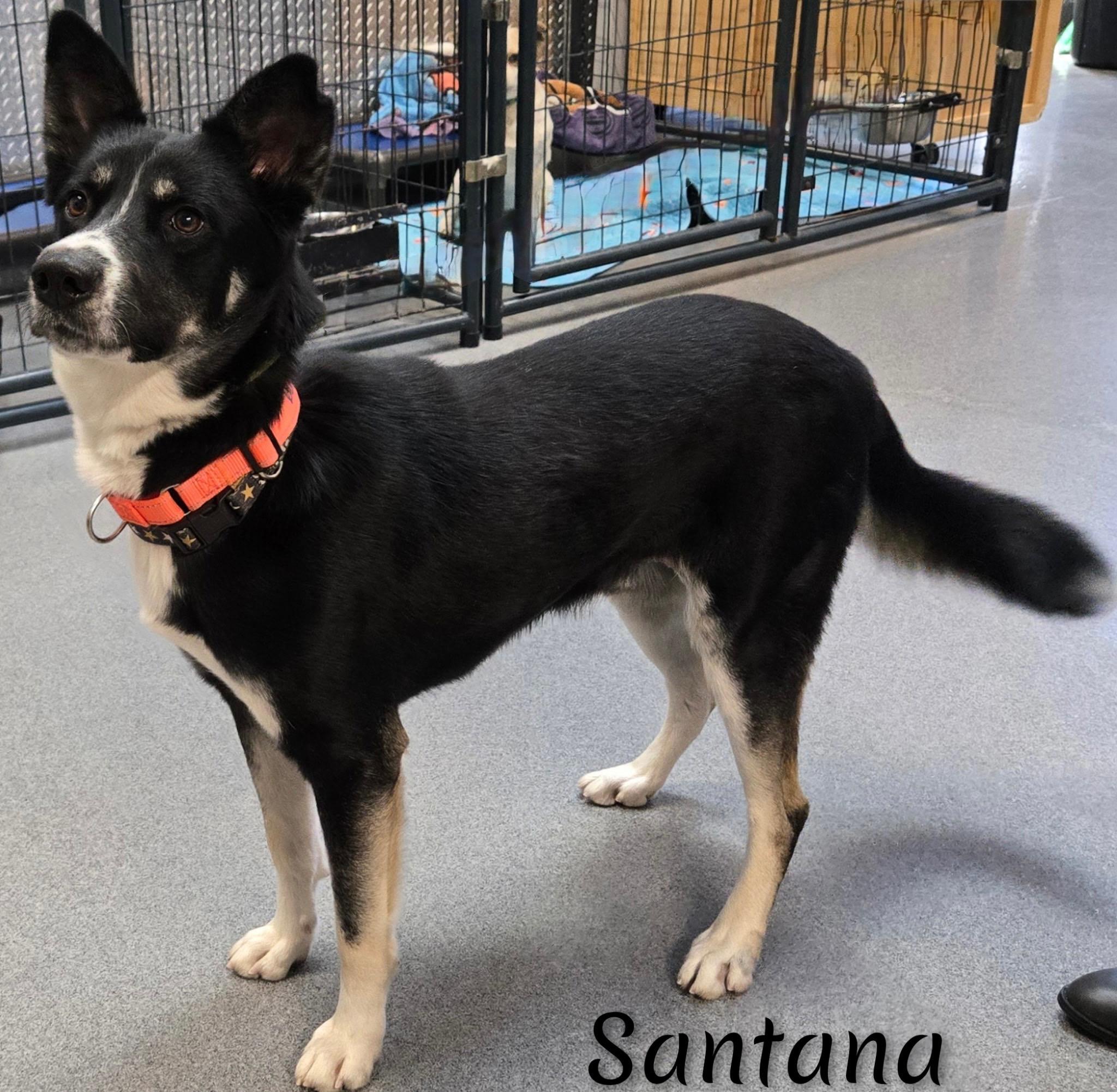 Enlarge Santana, a ADOPTABLE mixed breed in Fredericksburg, VA image 6/6