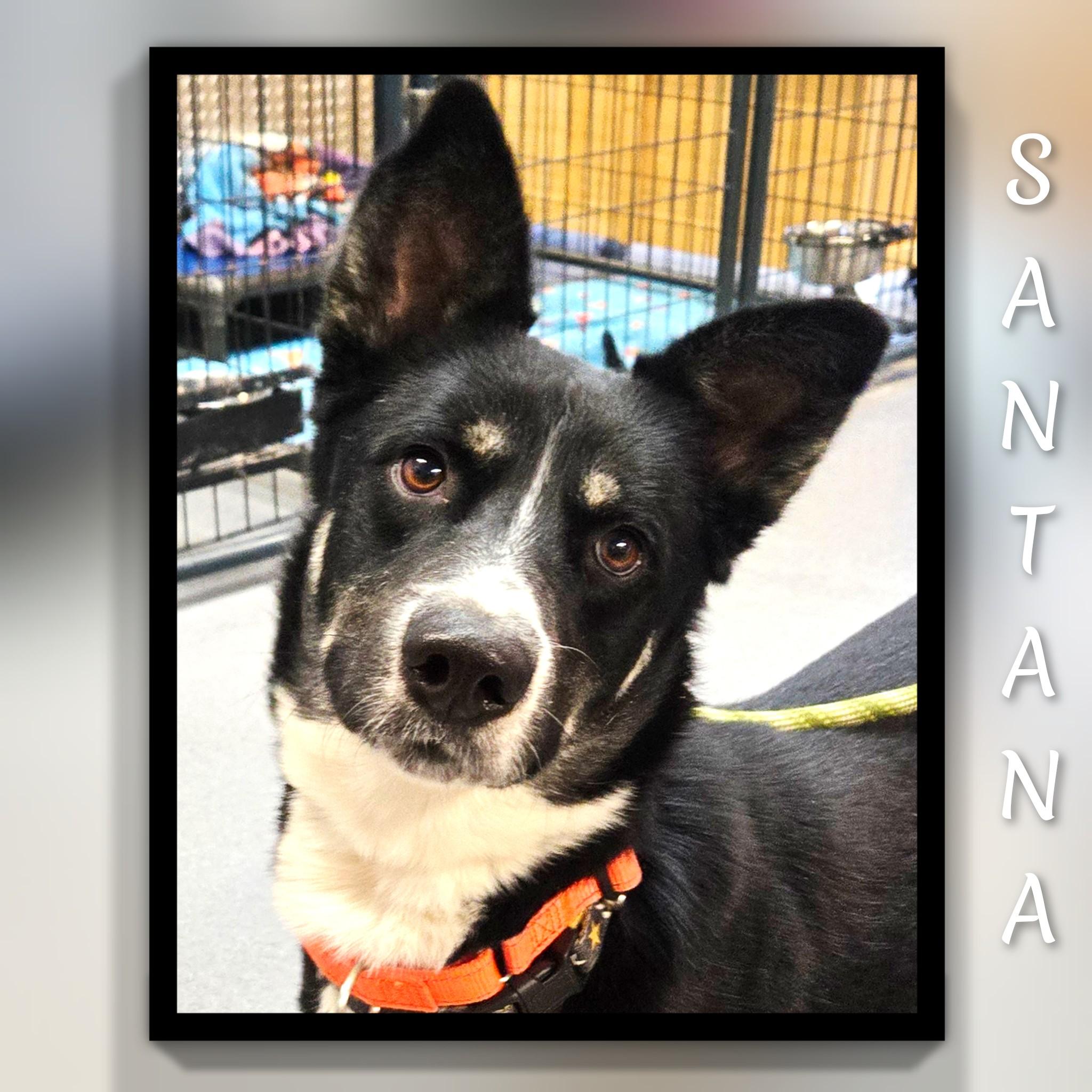 Santana, ADOPTABLE, Adult Male Shepherd.