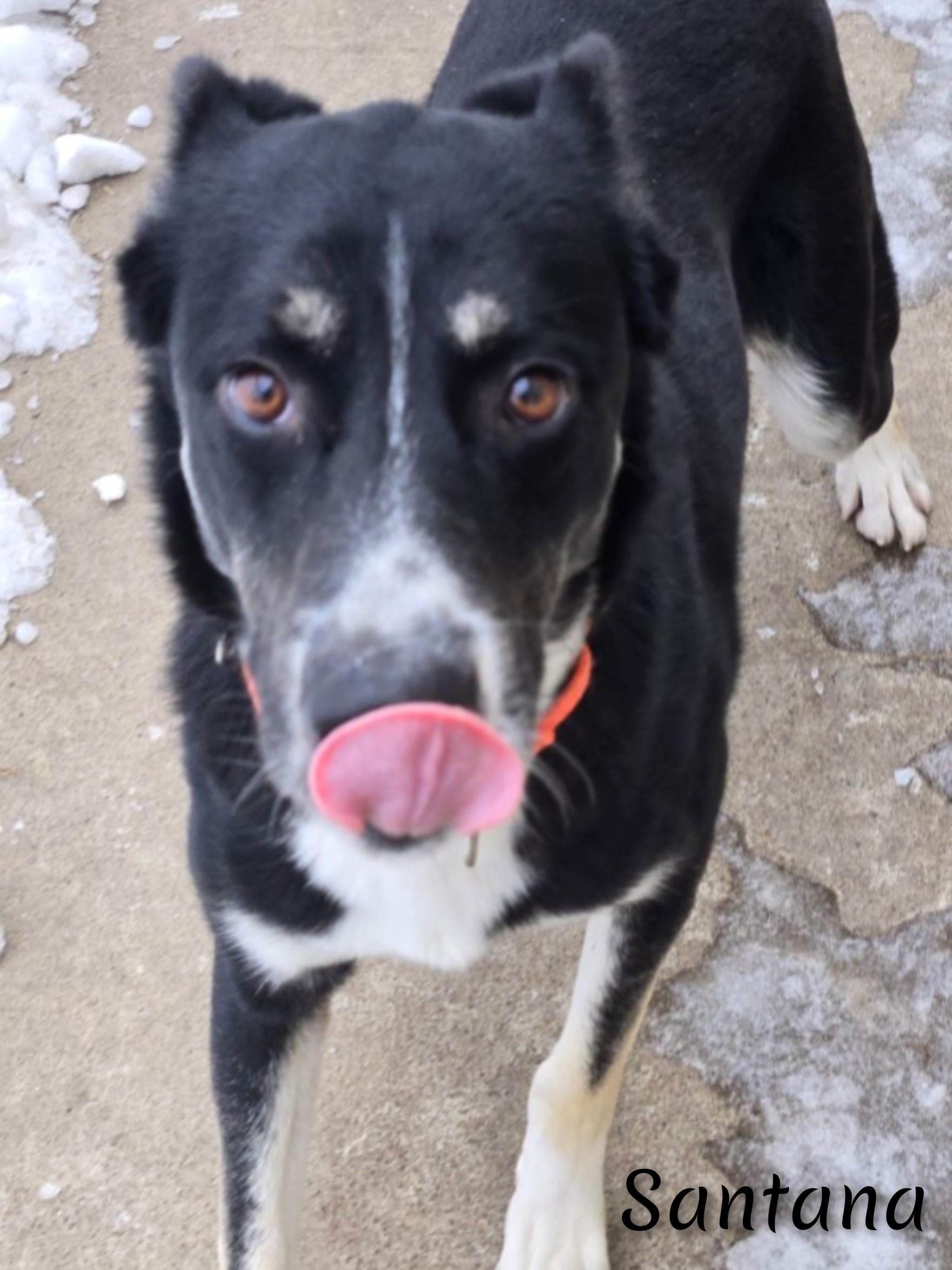 Enlarge Santana, a ADOPTABLE mixed breed in Fredericksburg, VA image 4/6