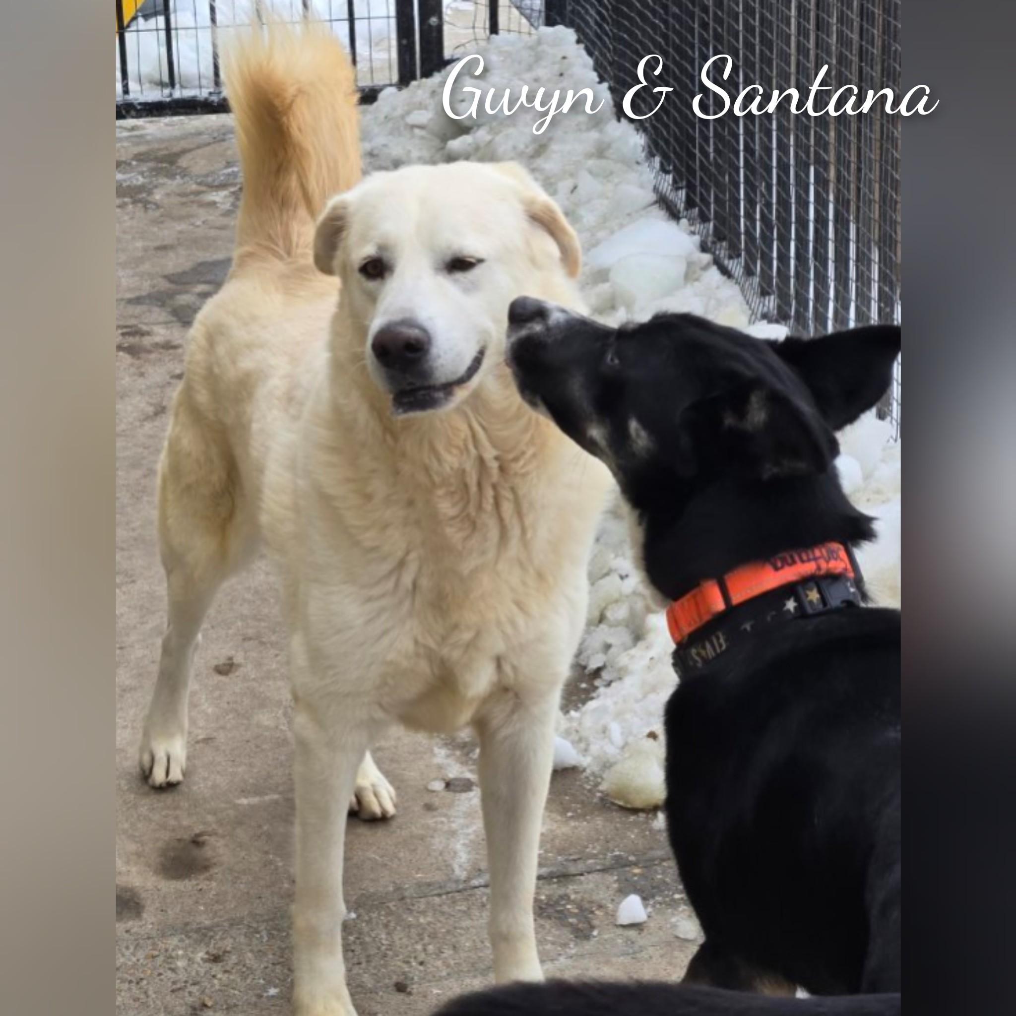 Enlarge Santana, a ADOPTABLE mixed breed in Fredericksburg, VA image 5/6