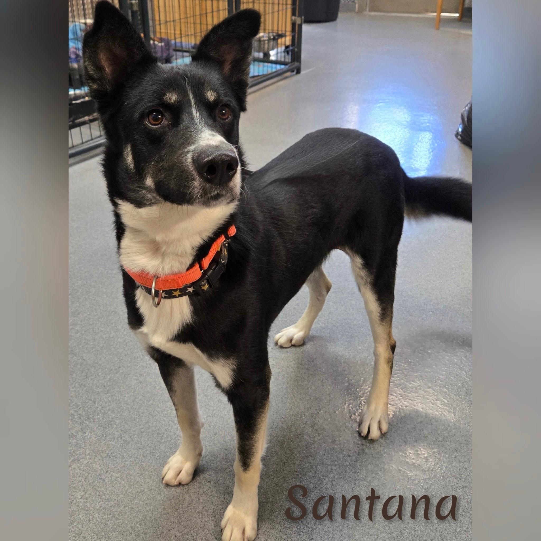 Enlarge Santana, a ADOPTABLE mixed breed in Fredericksburg, VA image 3/6