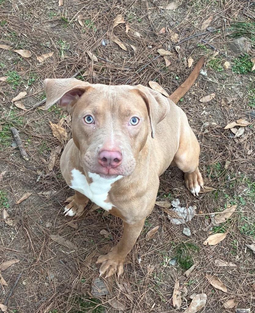 Toasted Marshmallow, a Adoptable Pit Bull Terrier in Little Rock, AR image 1/3