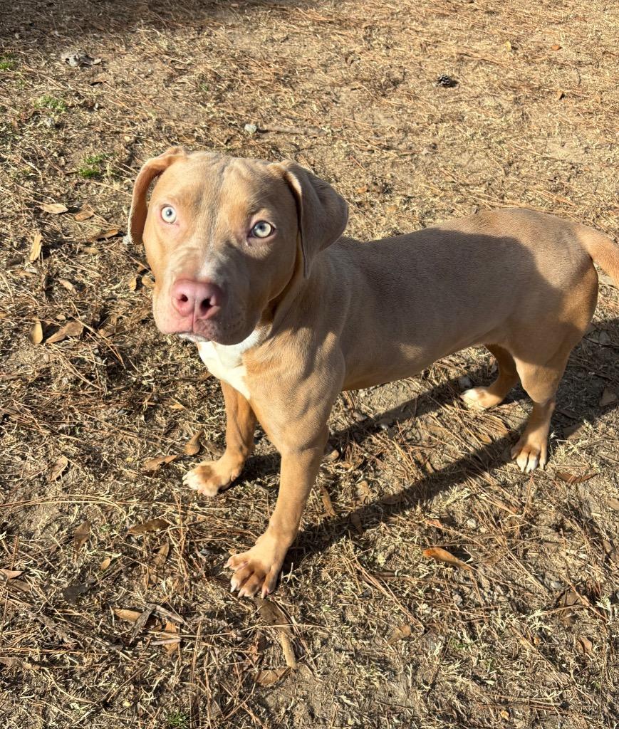 Toasted Marshmallow, a Adoptable Pit Bull Terrier in Little Rock, AR image 2/3