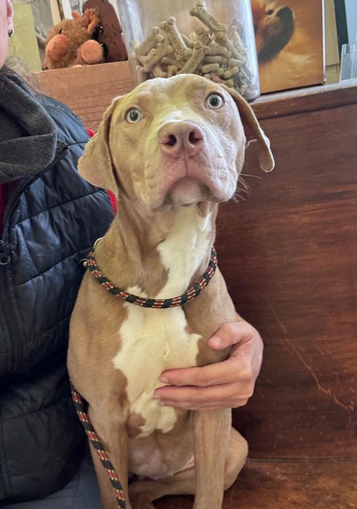 Toasted Marshmallow, a Adoptable Pit Bull Terrier in Little Rock, AR image 3/3