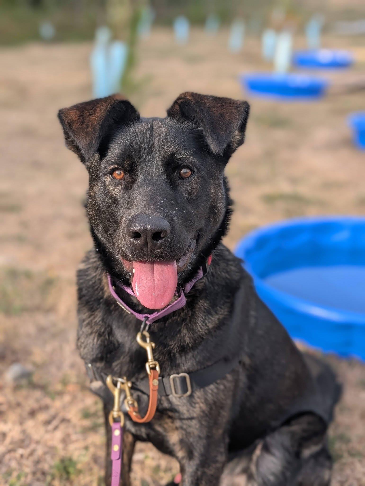 Tony, Adoptable, Young Male Mixed Breed.