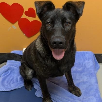 Tony, a ADOPTABLE Mixed Breed in Bellingham, WA image 3/5
