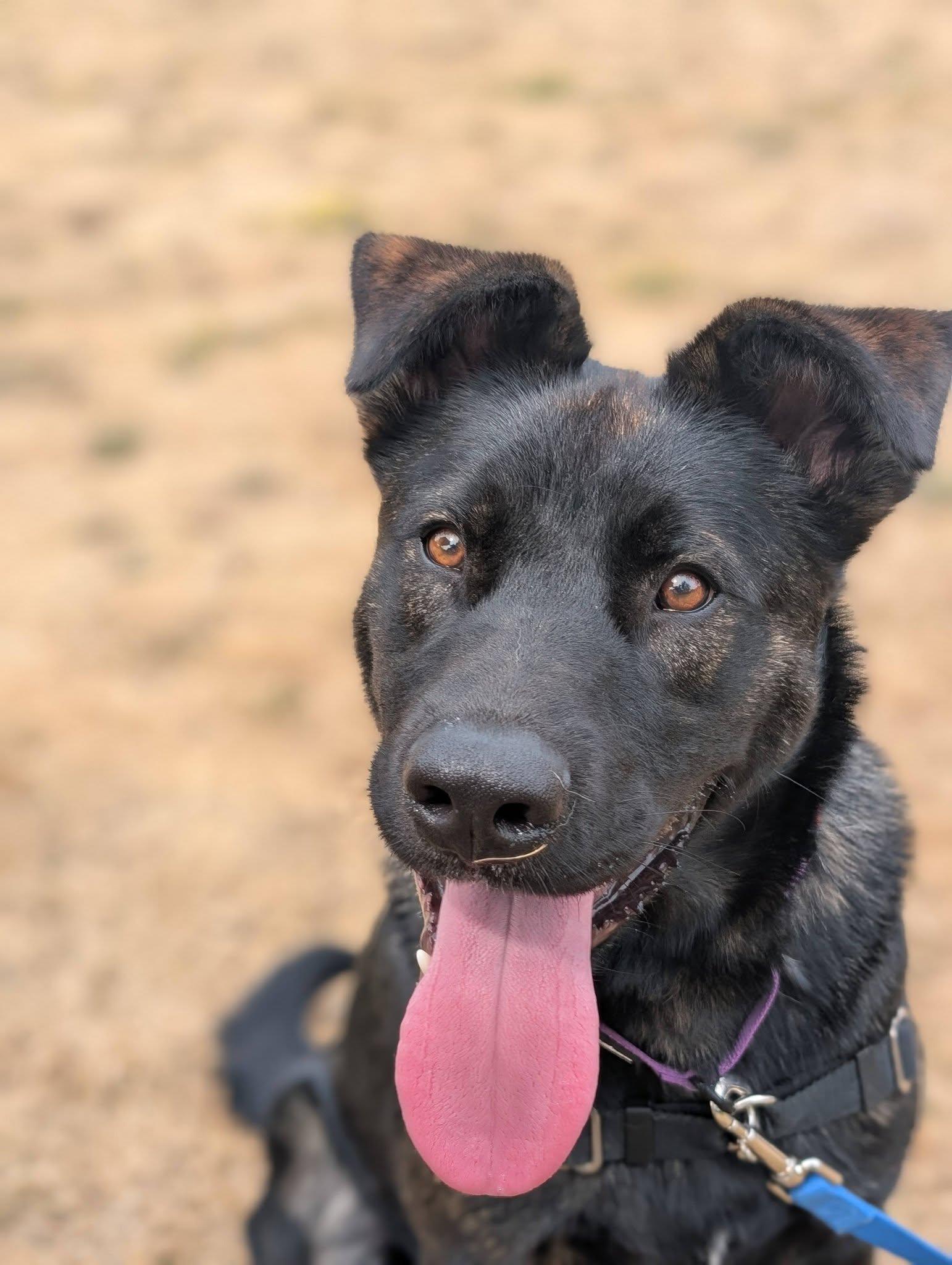 Tony, a ADOPTABLE Mixed Breed in Bellingham, WA image 2/5