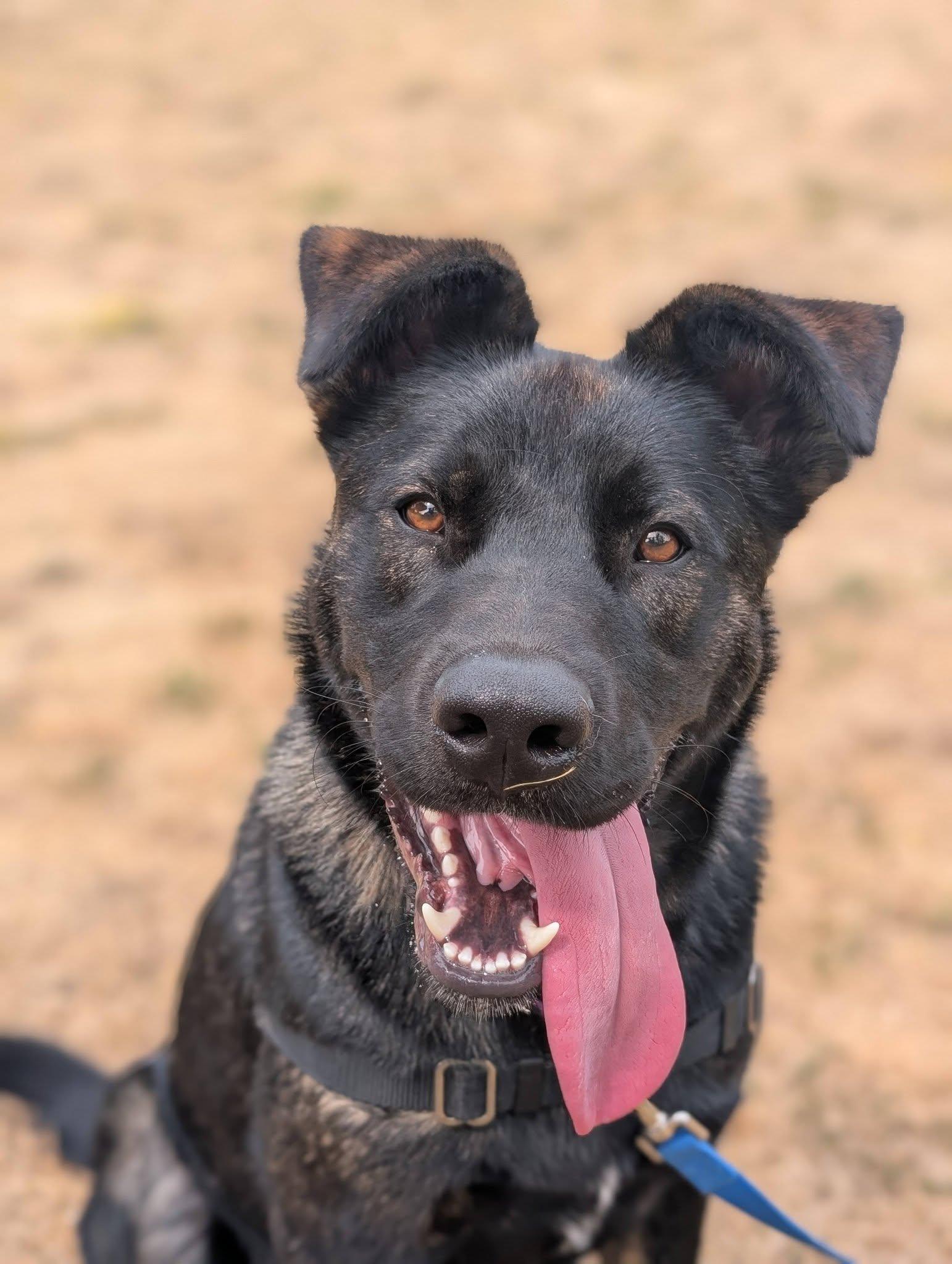 Tony, ADOPTABLE, Young Male Mixed Breed.