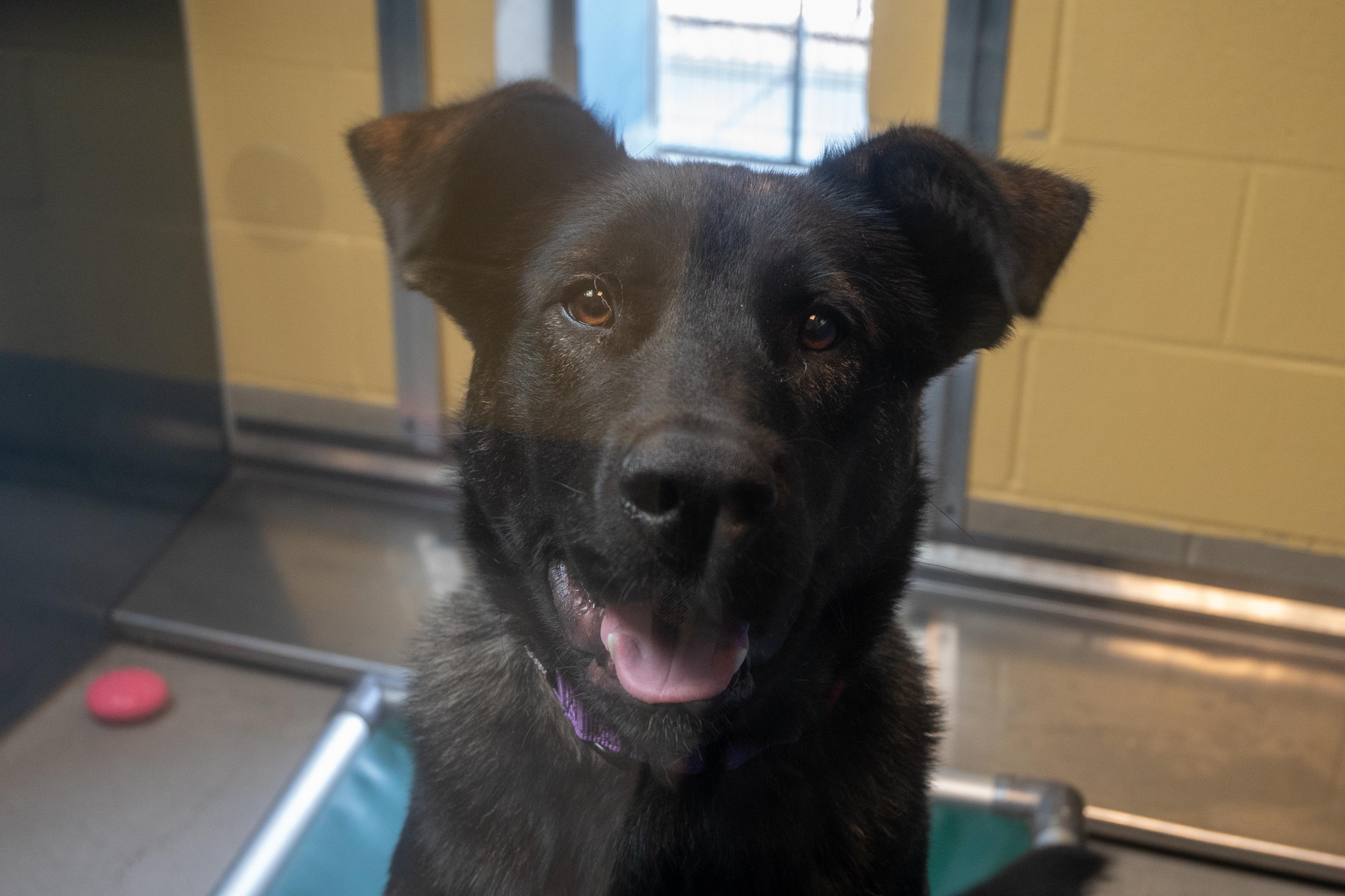 Tony, a ADOPTABLE Mixed Breed in Bellingham, WA image 4/5