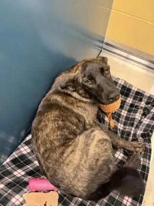 Tony, a ADOPTABLE Mixed Breed in Bellingham, WA image 5/5