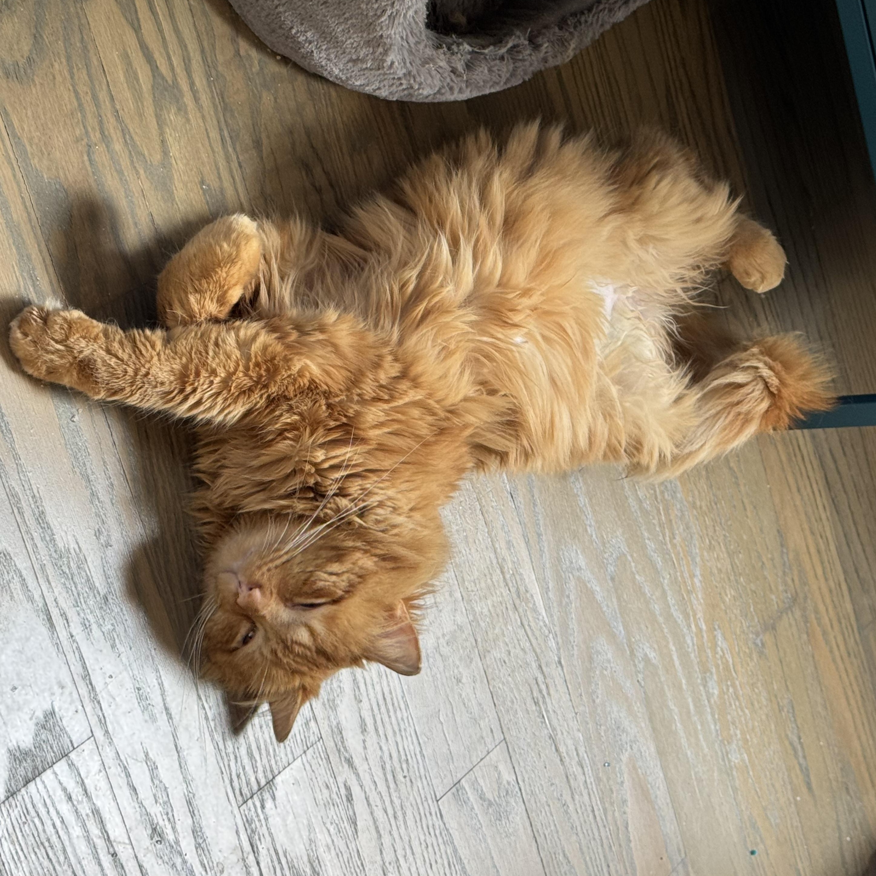 Enlarge Sparky, an adopted mixed breed in Chicago, IL image 5/5