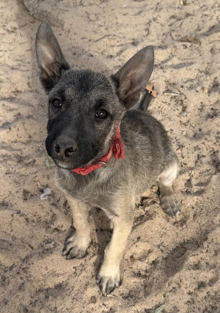 Falan, Adoptable, Puppy Female Terrier.