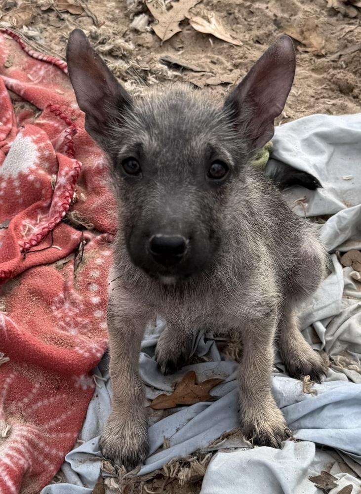 Enlarge Falan, a Adoptable mixed breed in Seguin, TX image 1/1