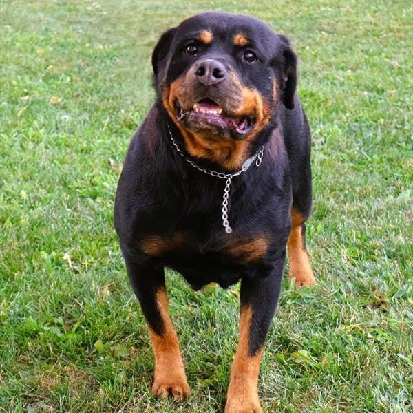 Lea, adoptable, Adult Female Rottweiler.