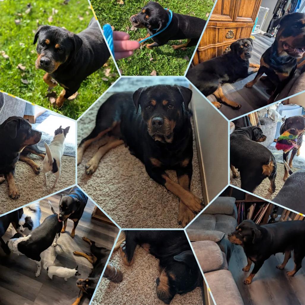 Lea, adoptable, Adult Female Rottweiler.