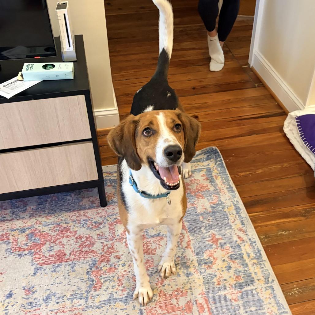 Chip, Adoptable, Adult Male Hound.