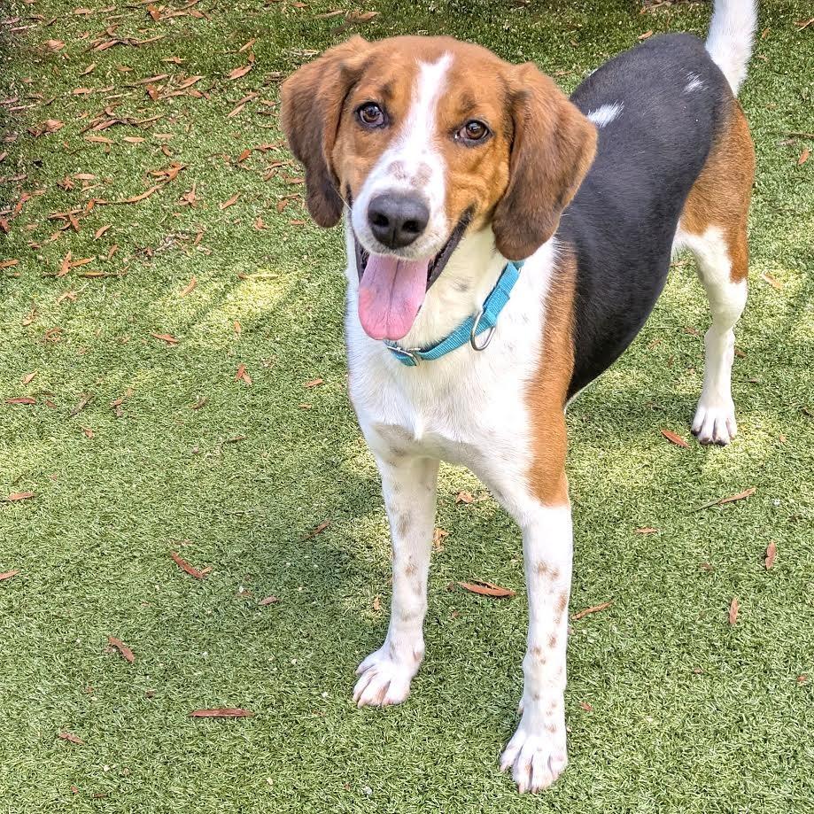 Chip, a Adoptable Hound in Charlottesville, VA image 2/6
