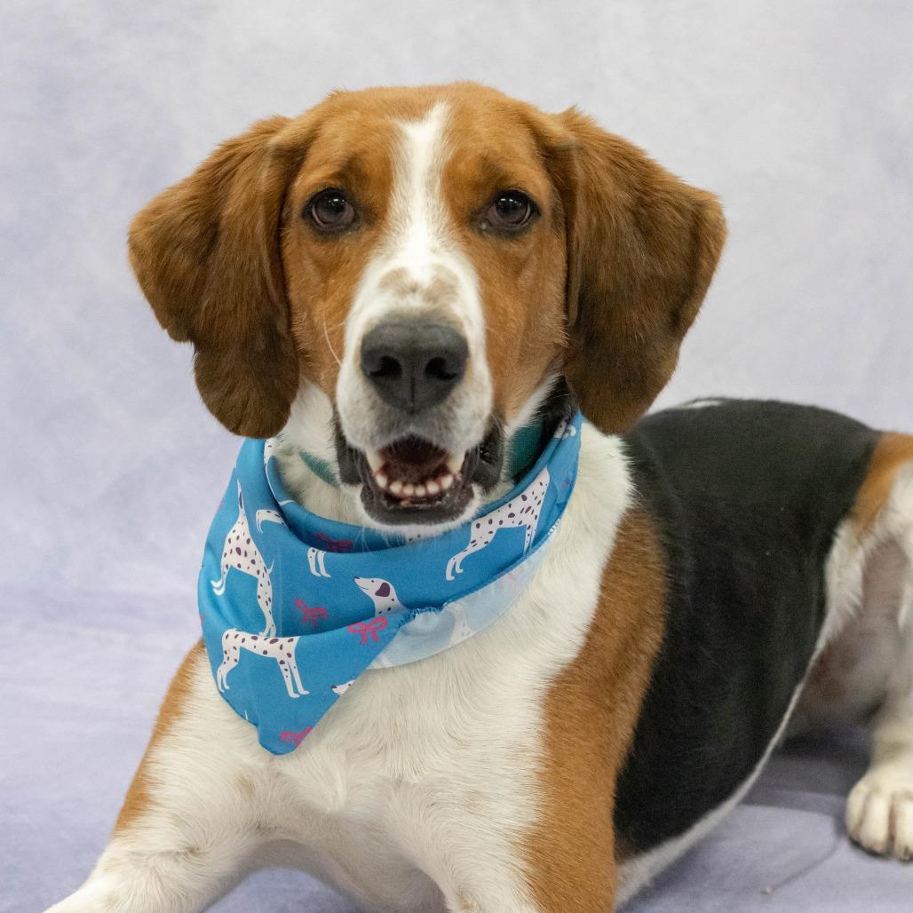Chip, a Adoptable Hound in Charlottesville, VA image 3/6