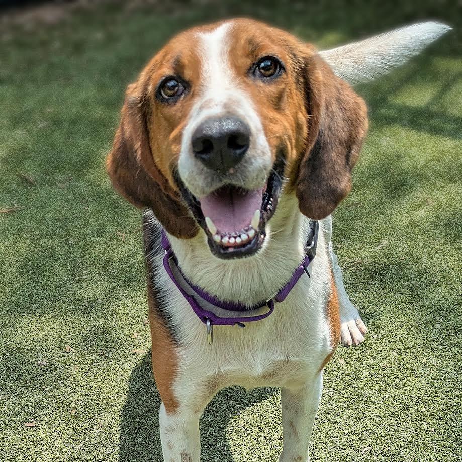 Chip, a Adoptable Hound in Charlottesville, VA image 4/6
