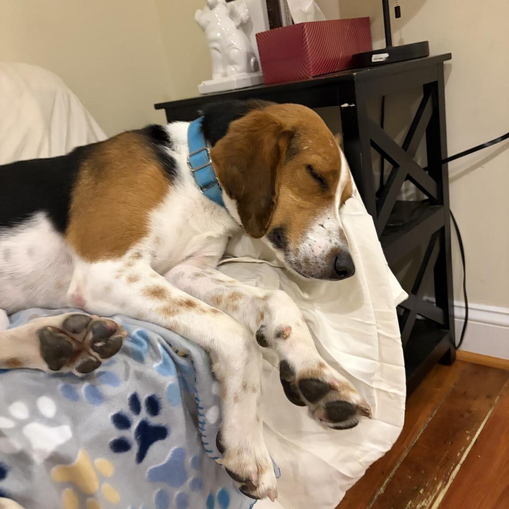 Enlarge Chip, a Adoptable Hound in Charlottesville, VA image 4/6