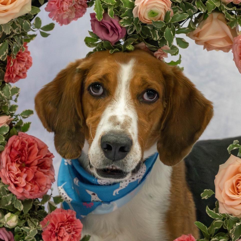 Enlarge Chip, a Adoptable Hound in Charlottesville, VA image 6/6