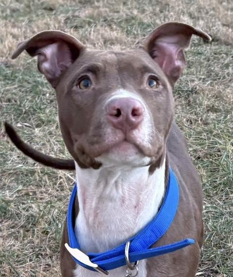 William, ADOPTABLE, Puppy Male American Staffordshire Terrier.