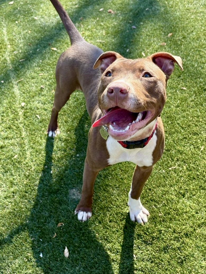 Enlarge Princeton, a ADOPTABLE American Staffordshire Terrier in POTOMAC, MD image 1/6