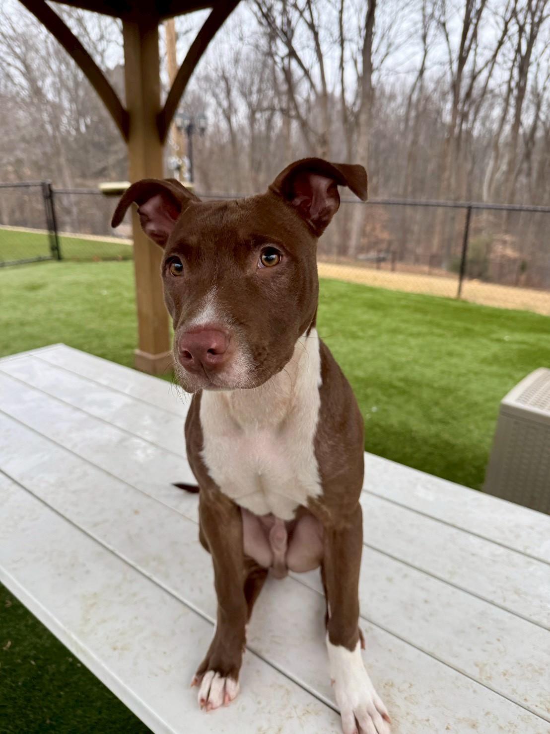 Enlarge Princeton, a ADOPTABLE American Staffordshire Terrier in POTOMAC, MD image 3/6