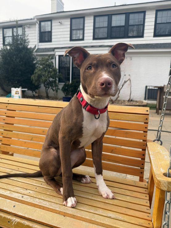 Enlarge Princeton, a ADOPTABLE American Staffordshire Terrier in POTOMAC, MD image 5/6