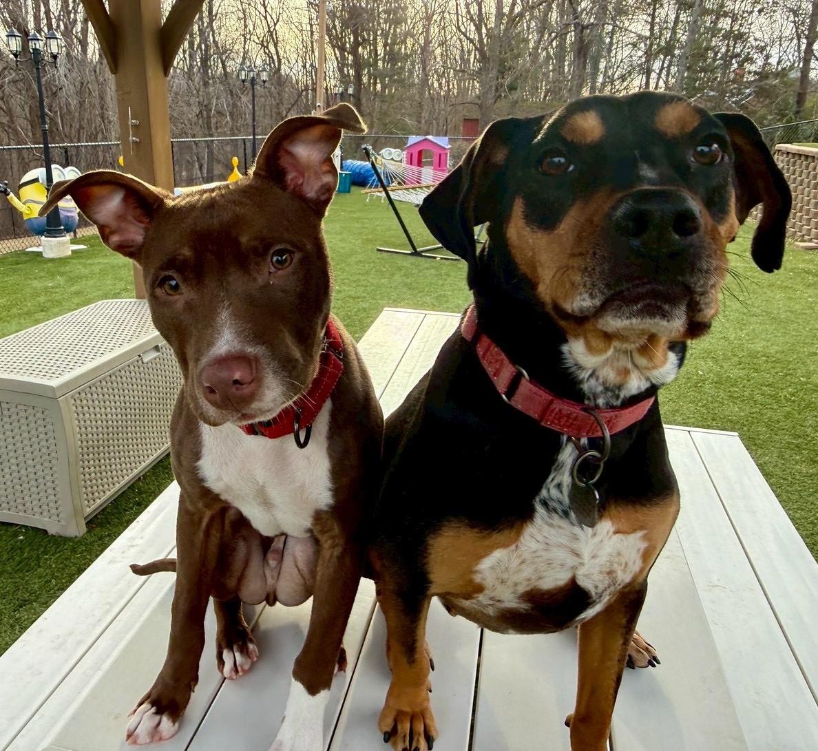 Enlarge Princeton, a ADOPTABLE American Staffordshire Terrier in POTOMAC, MD image 4/6