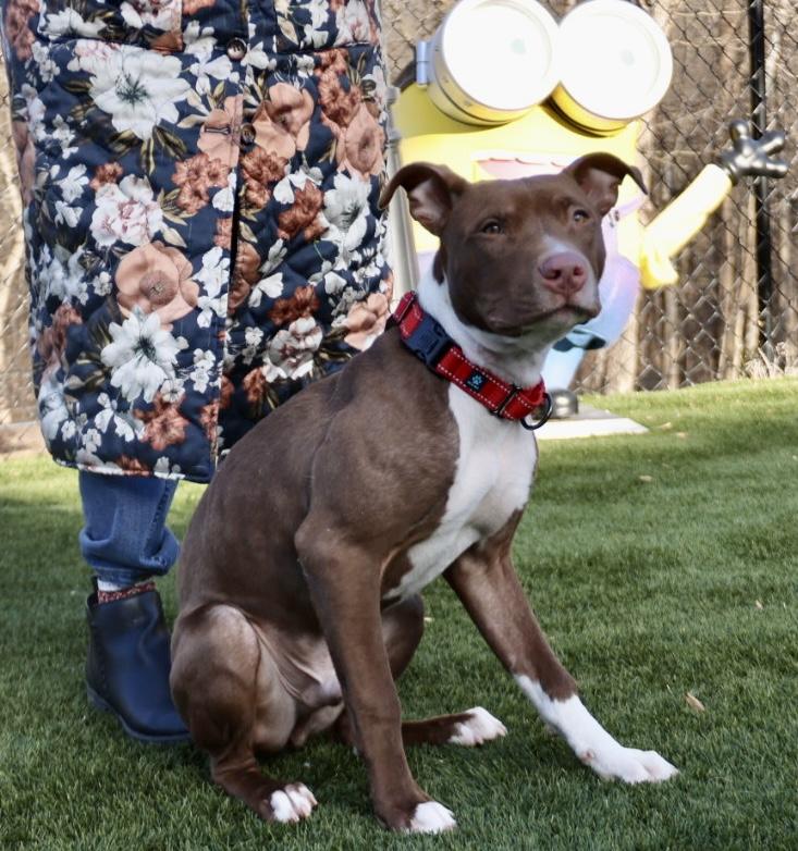 Enlarge Princeton, a ADOPTABLE American Staffordshire Terrier in POTOMAC, MD image 6/6