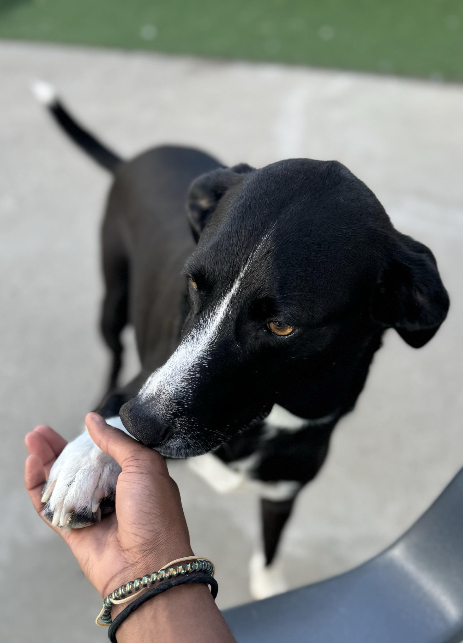 Enlarge Buddy Lee, an adopted Labrador Retriever in Lexington, KY image 1/4