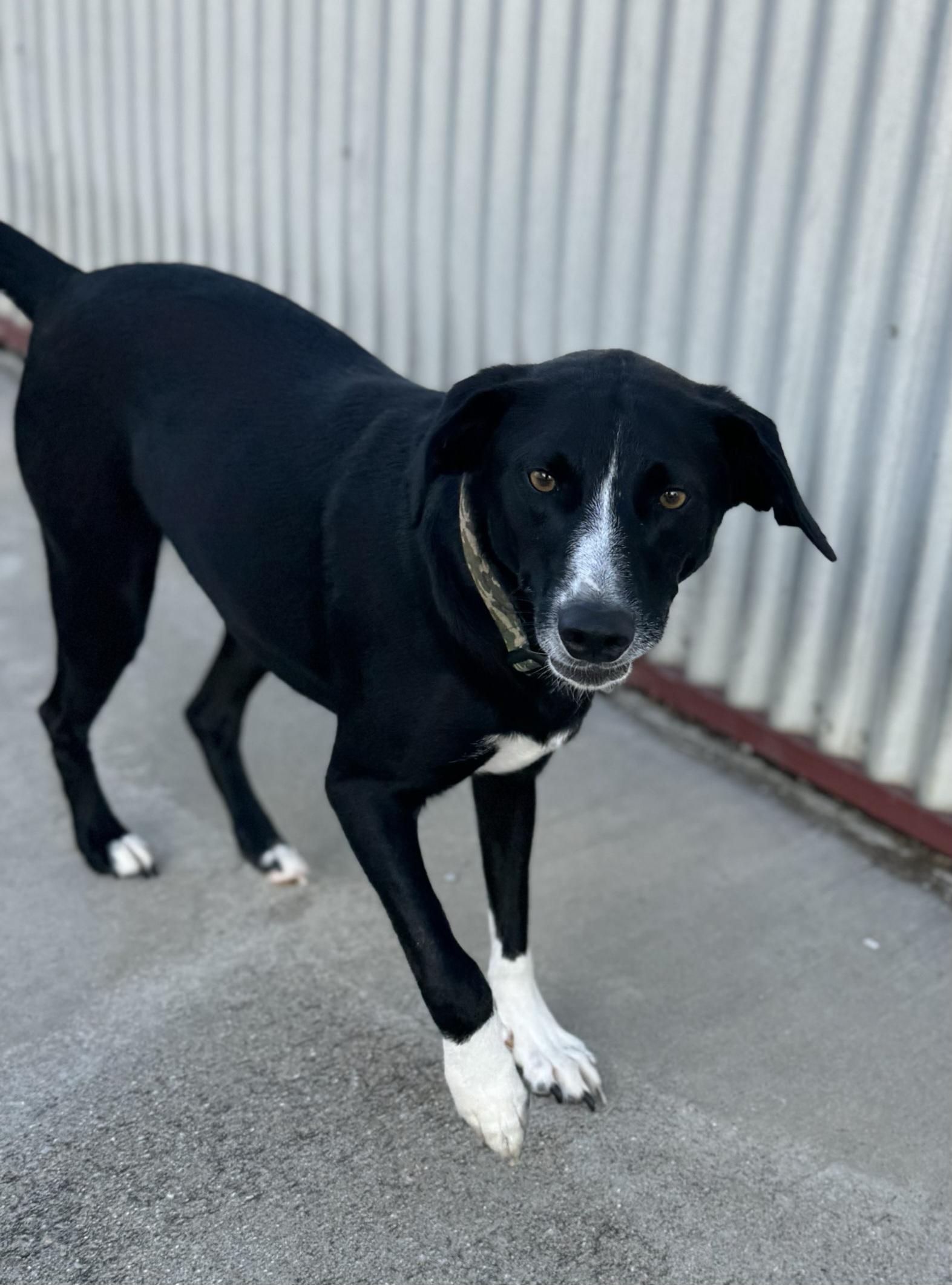 Enlarge Buddy Lee, an adopted Labrador Retriever in Lexington, KY image 2/4