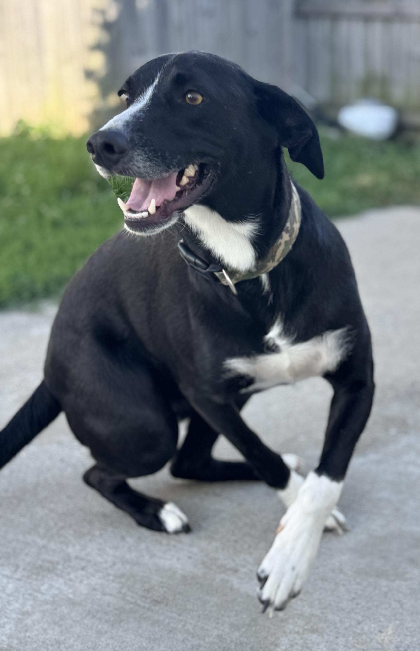 Enlarge Buddy Lee, an adopted Labrador Retriever in Lexington, KY image 4/4