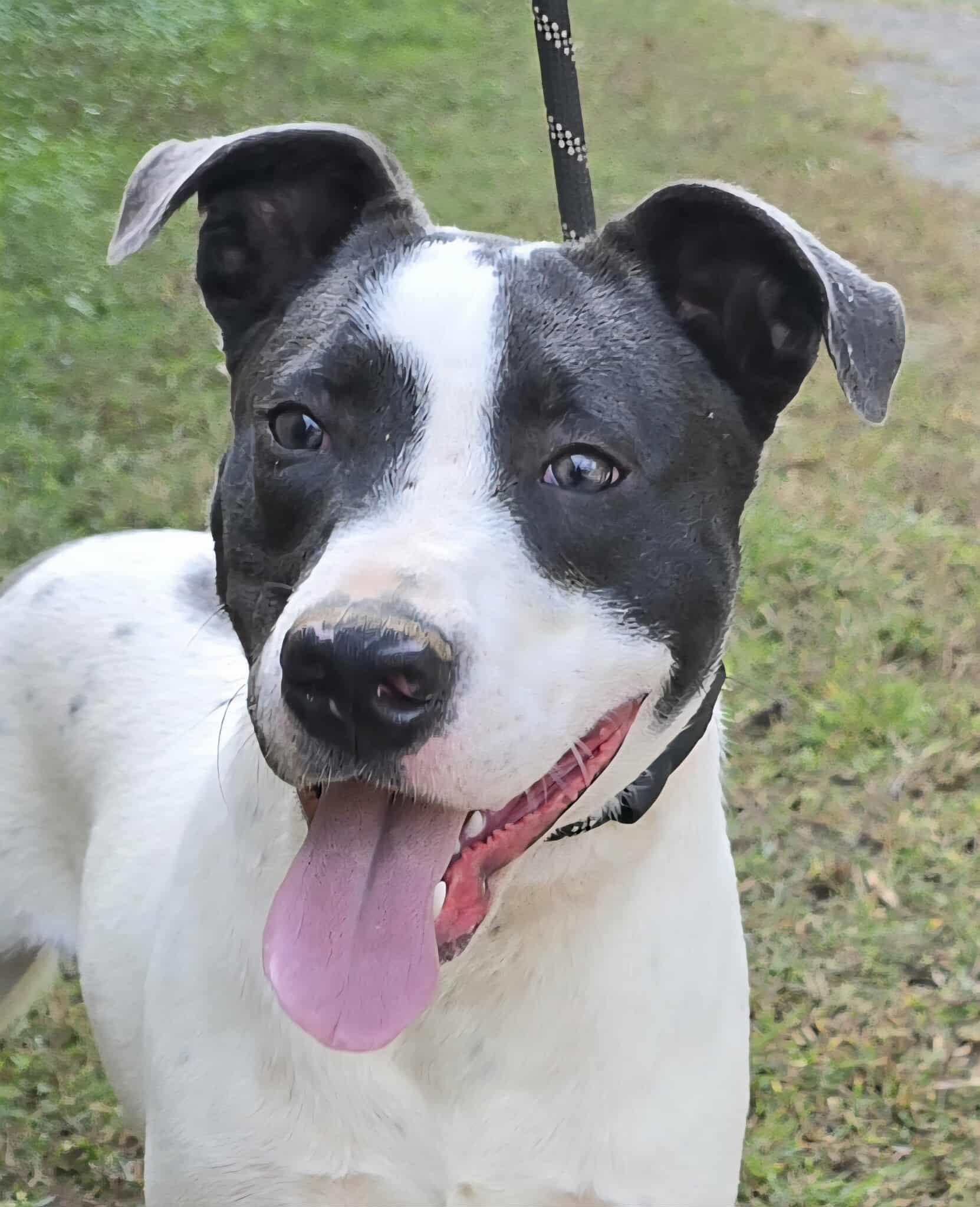 Ace, Adopted, Young Male Pit Bull Terrier.