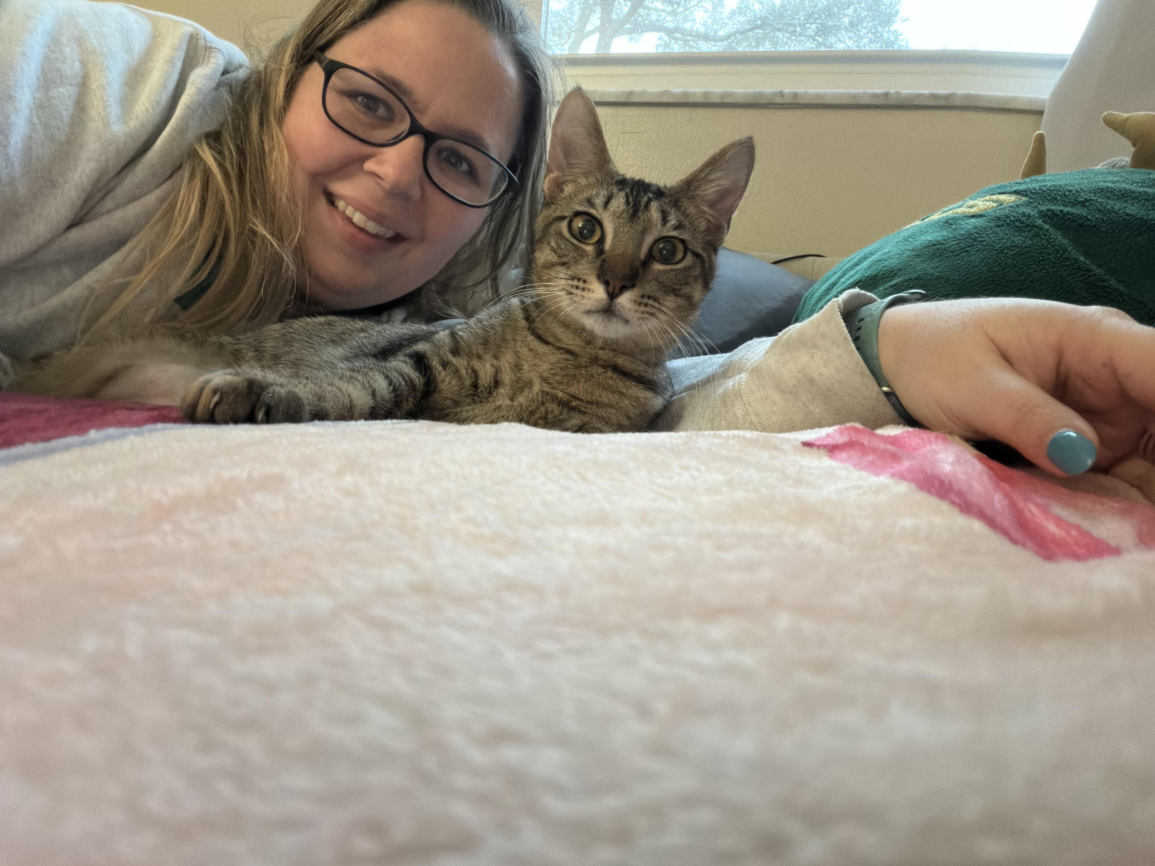 Enlarge Apollo, a Adoptable Domestic Short Hair in Tampa, FL image 2/6