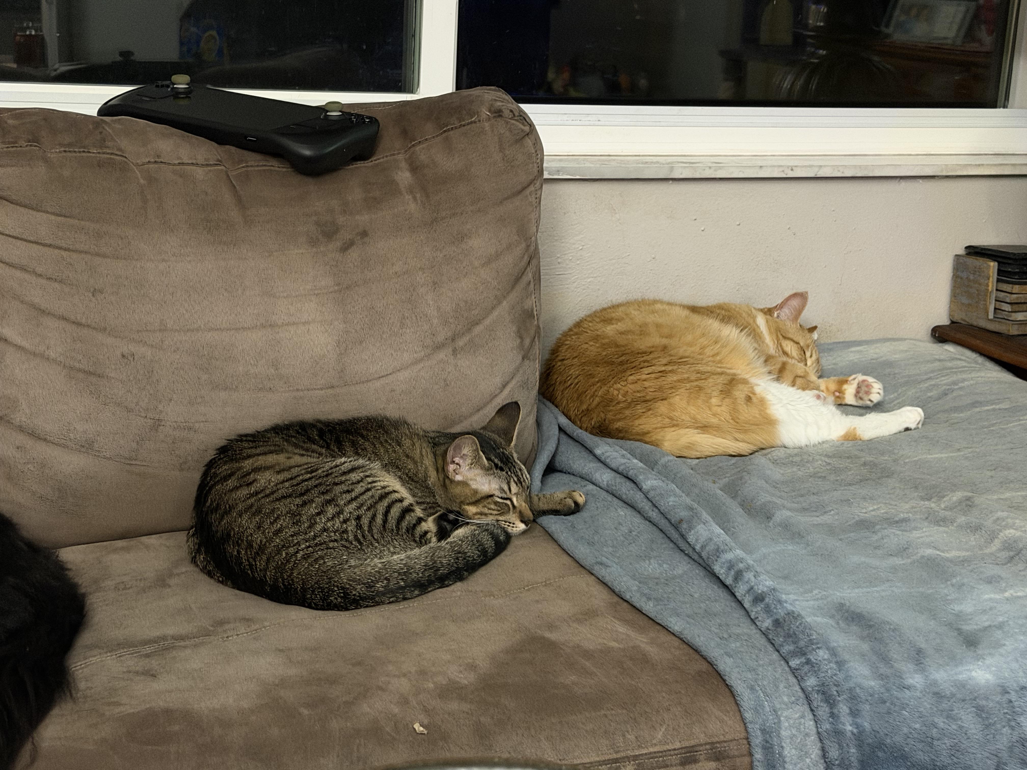 Enlarge Apollo, a Adoptable Domestic Short Hair in Tampa, FL image 6/6