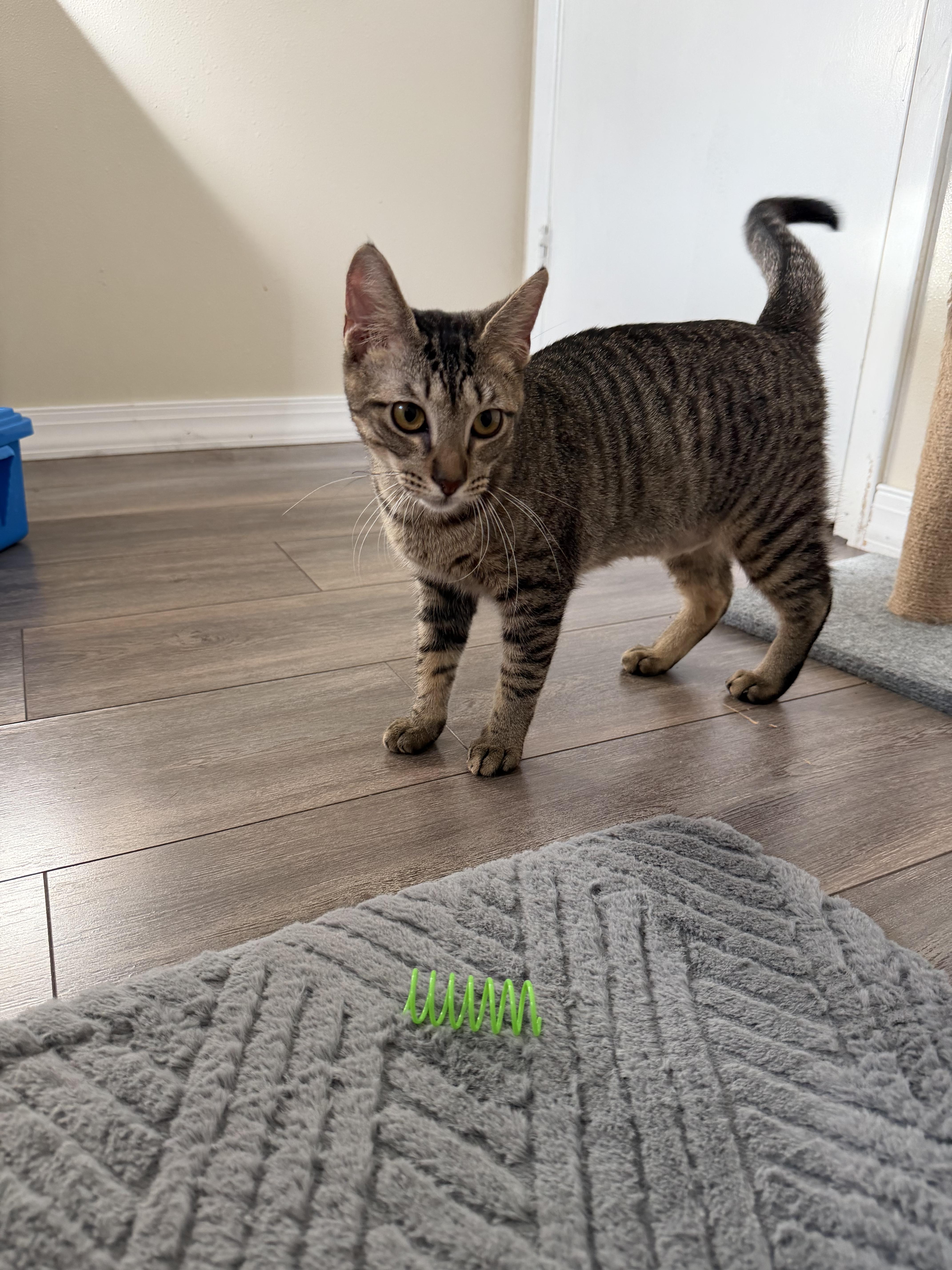 Enlarge Apollo, a Adoptable Domestic Short Hair in Tampa, FL image 3/6