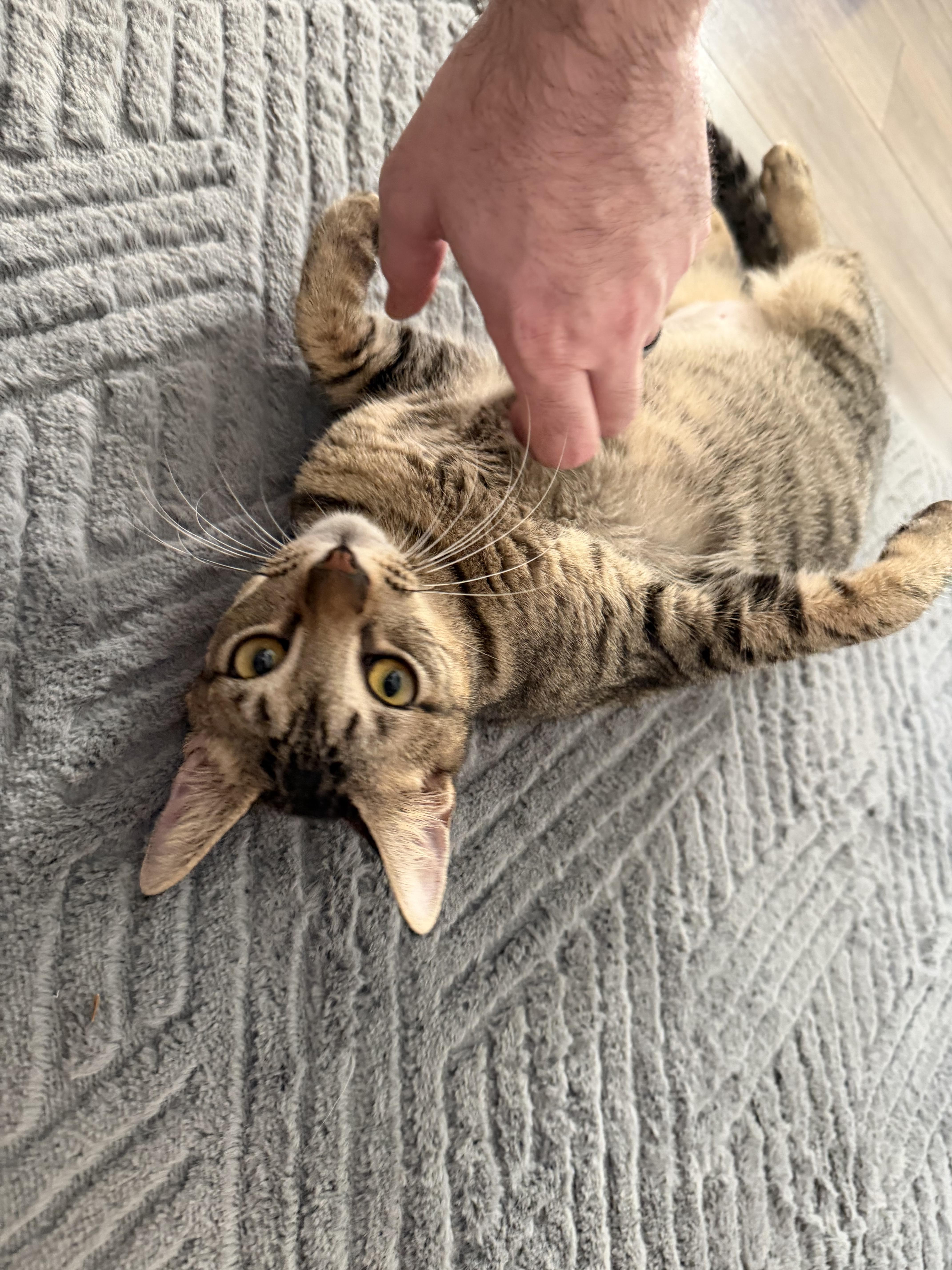 Enlarge Apollo, a Adoptable Domestic Short Hair in Tampa, FL image 1/6