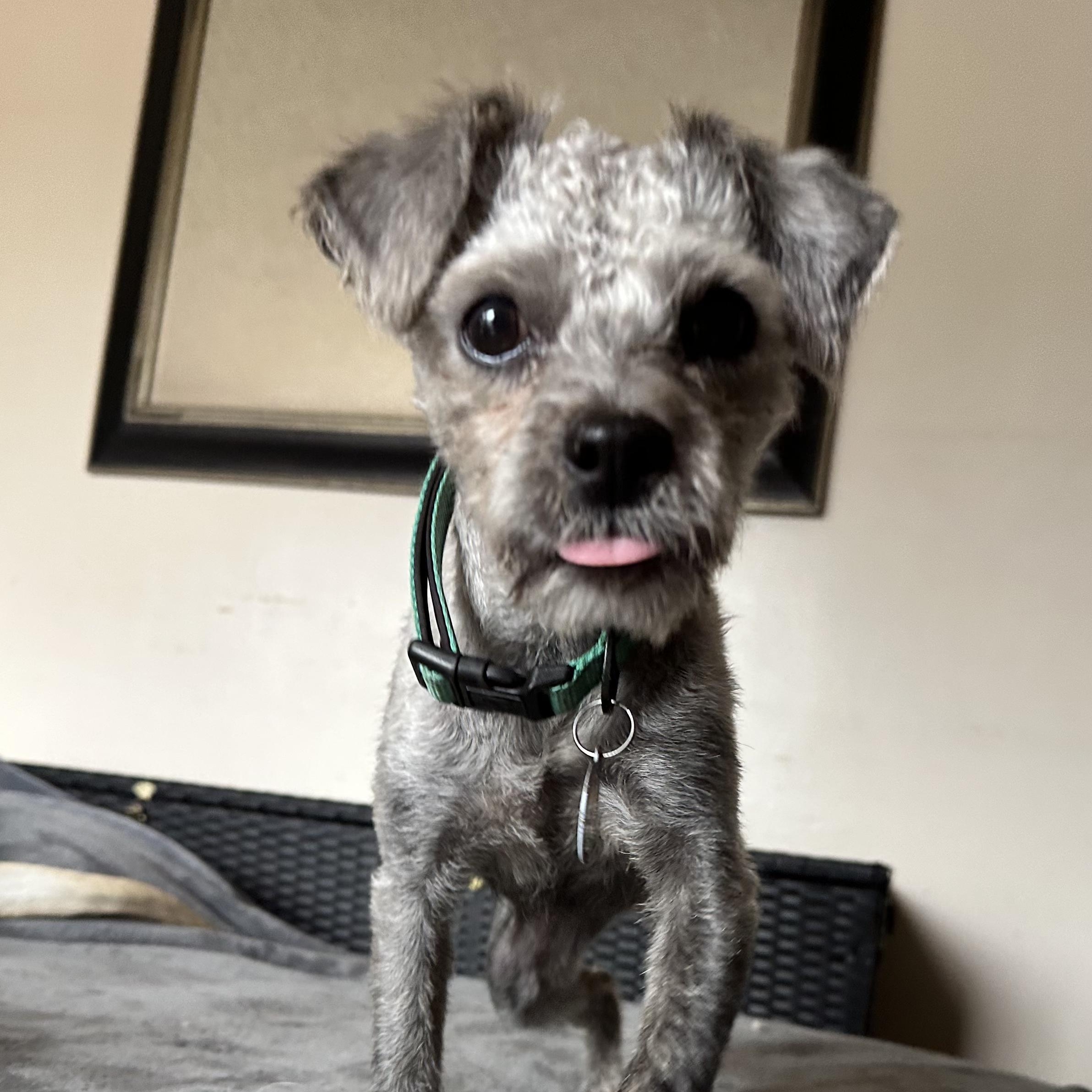 Pippi, an adopted mixed breed in Sun Valley, CA image 5/6