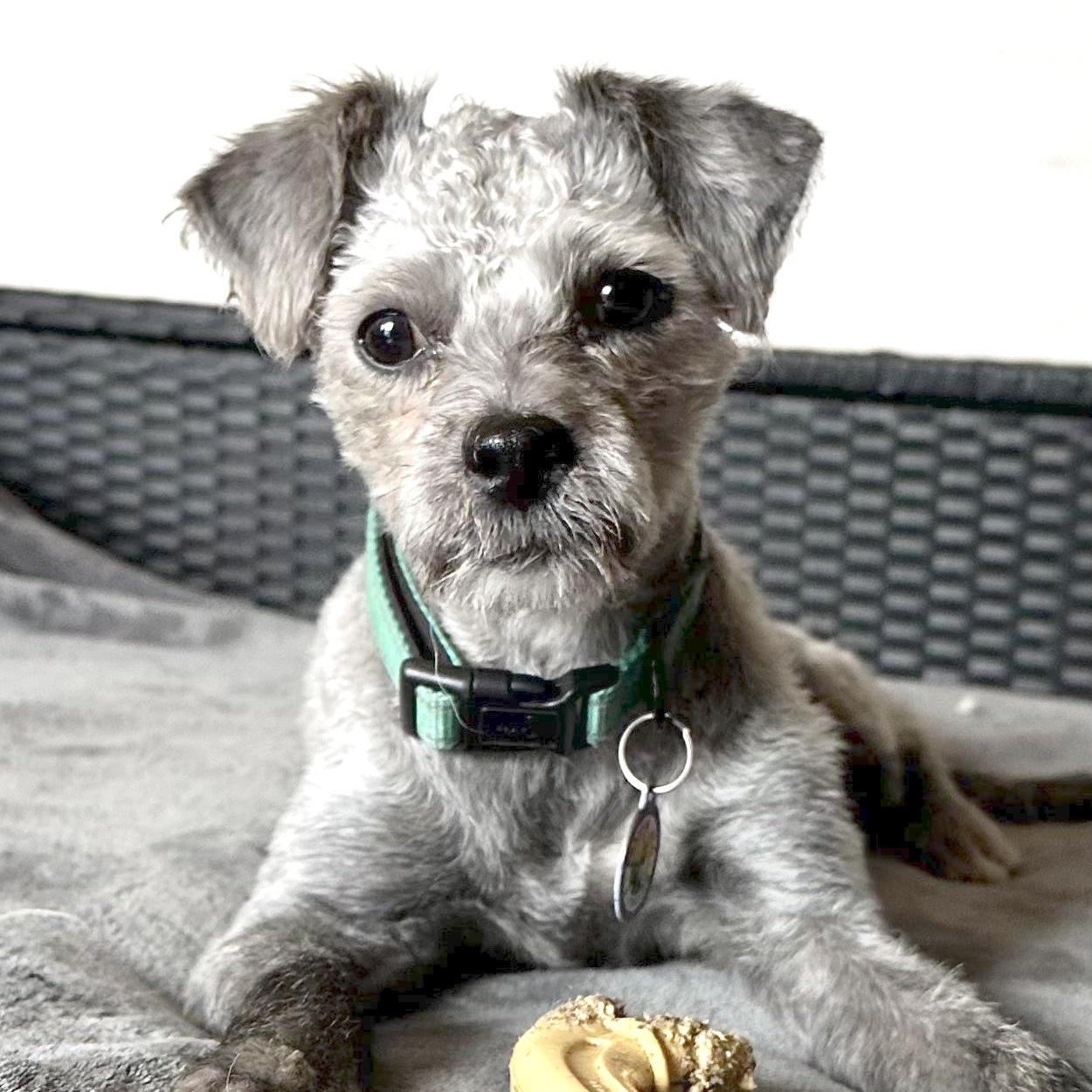 Pippi, an adopted mixed breed in Sun Valley, CA image 1/6