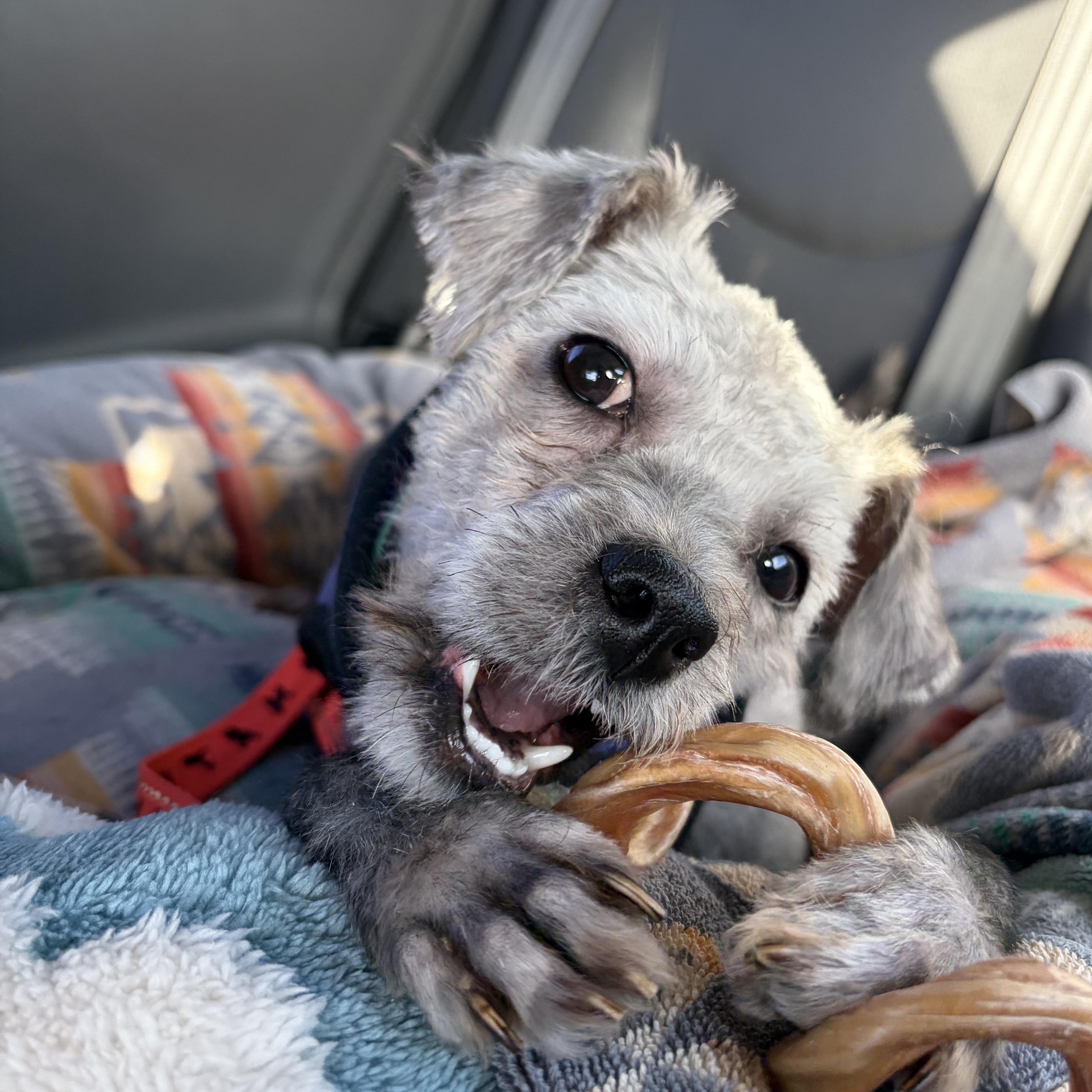 Pippi, an adopted mixed breed in Sun Valley, CA image 2/6