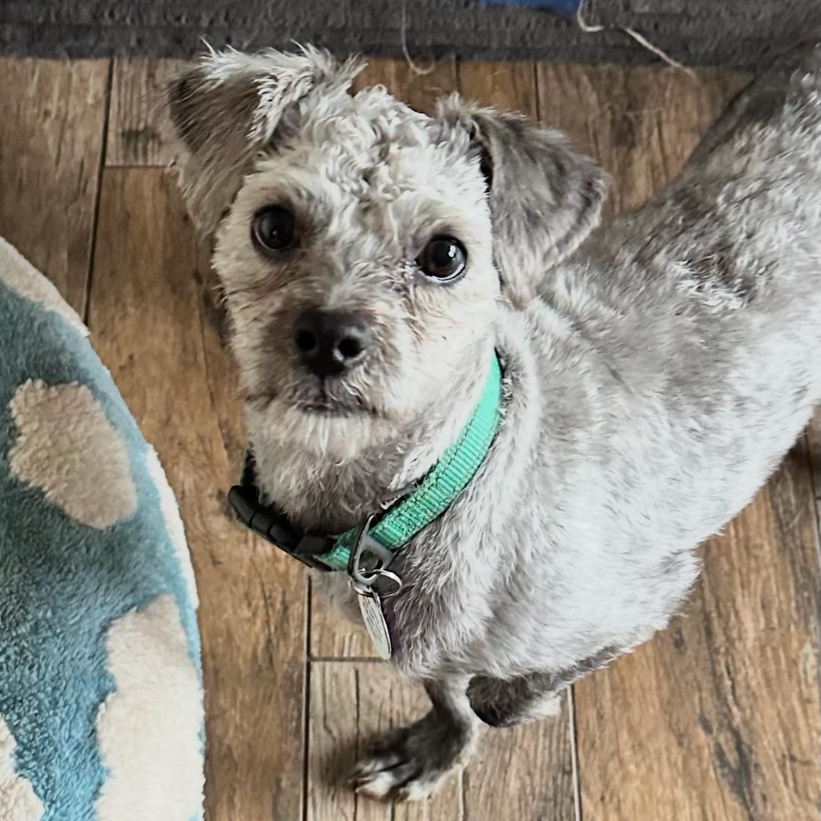 Pippi, an adopted mixed breed in Sun Valley, CA image 6/6