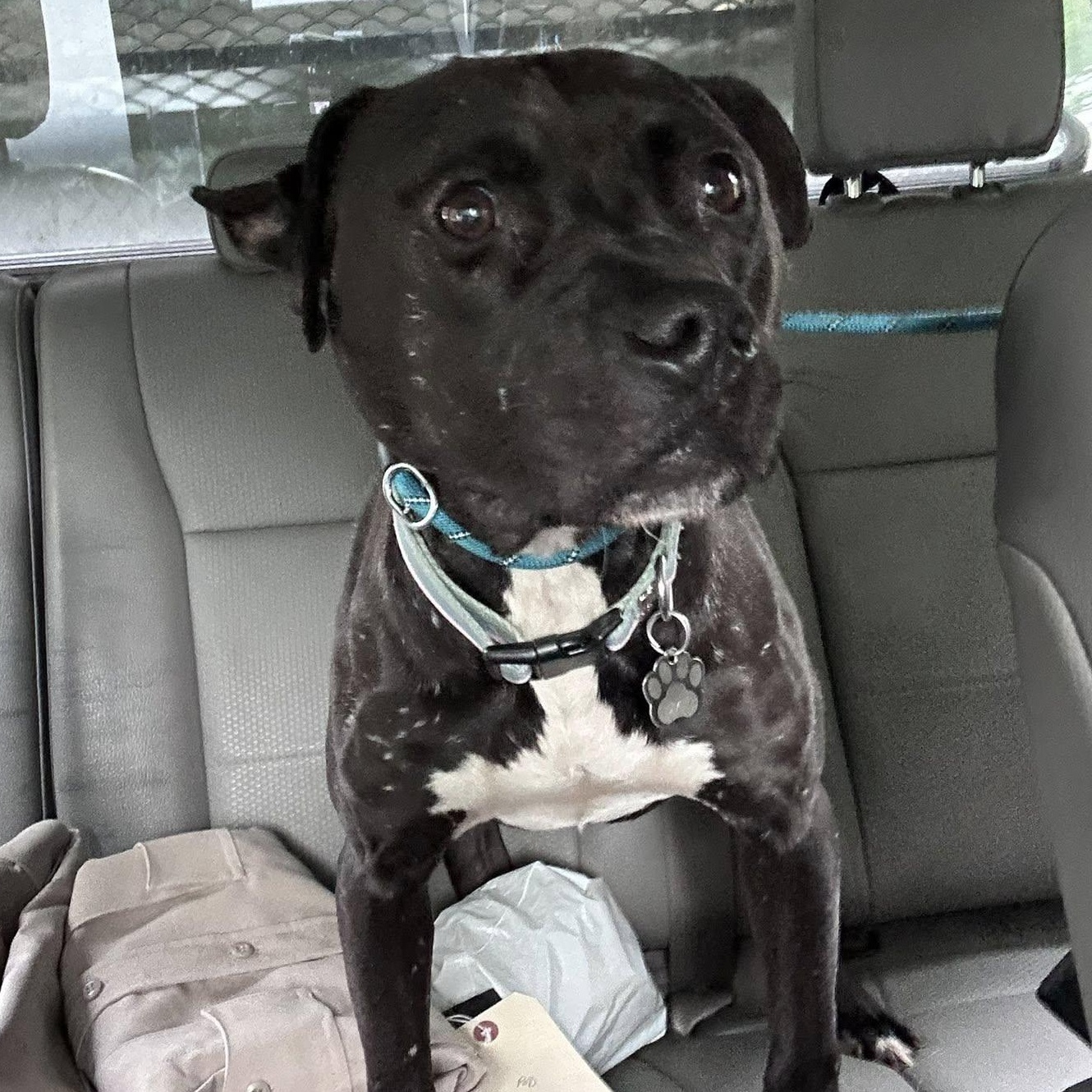 Enlarge Rambo, a Adoptable American Staffordshire Terrier in Ashland, VA image 4/5