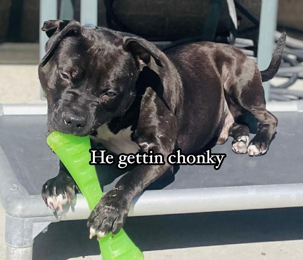 Enlarge Rambo, a Adoptable American Staffordshire Terrier in Ashland, VA image 1/5