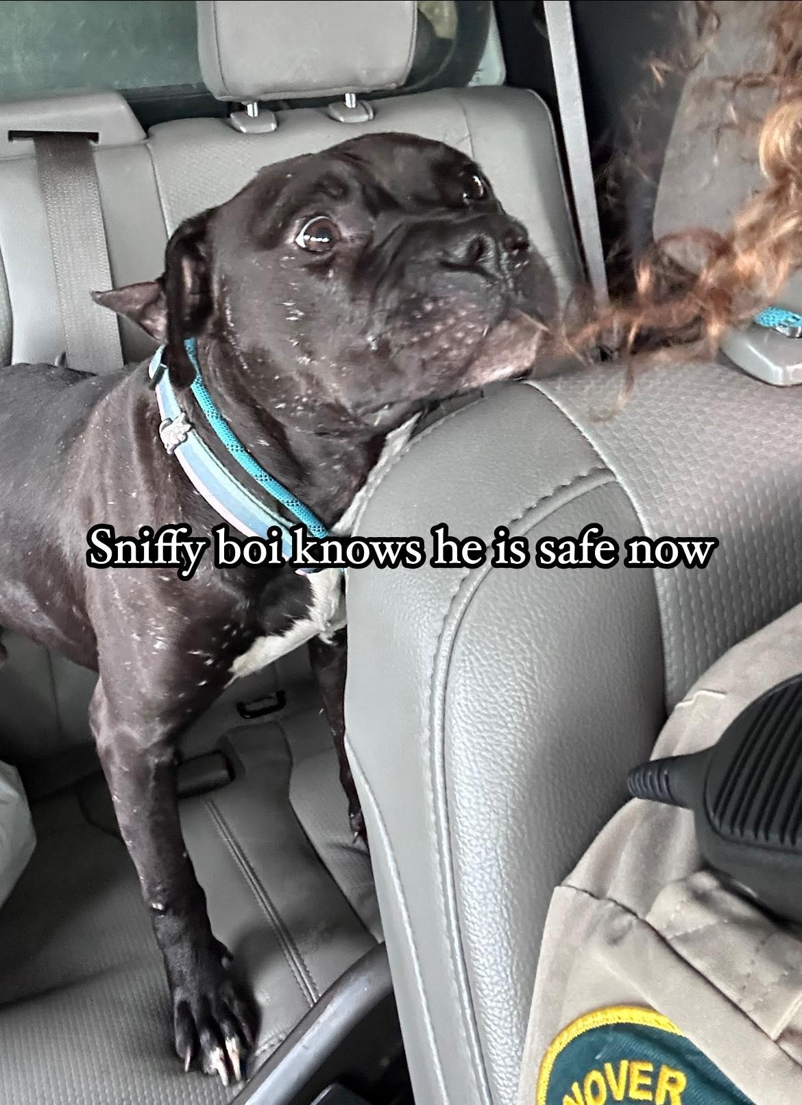 Enlarge Rambo, a Adoptable American Staffordshire Terrier in Ashland, VA image 2/5