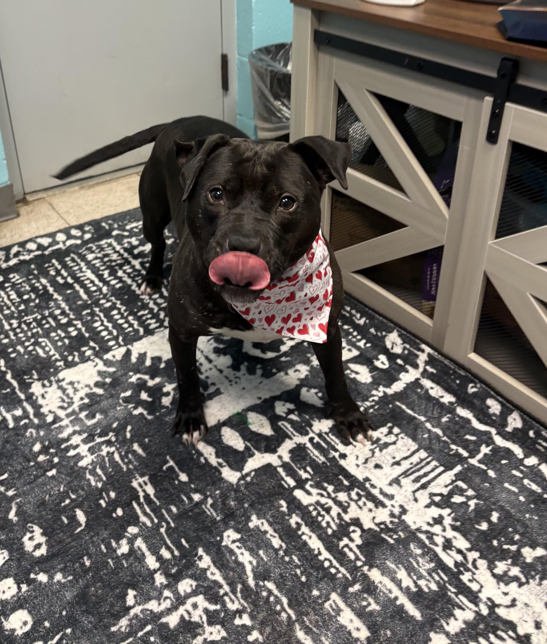 Rambo, Adoptable, Adult Male American Staffordshire Terrier.